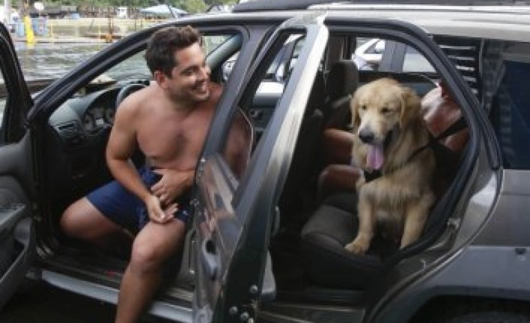 Animais pegam carona nas férias de verão