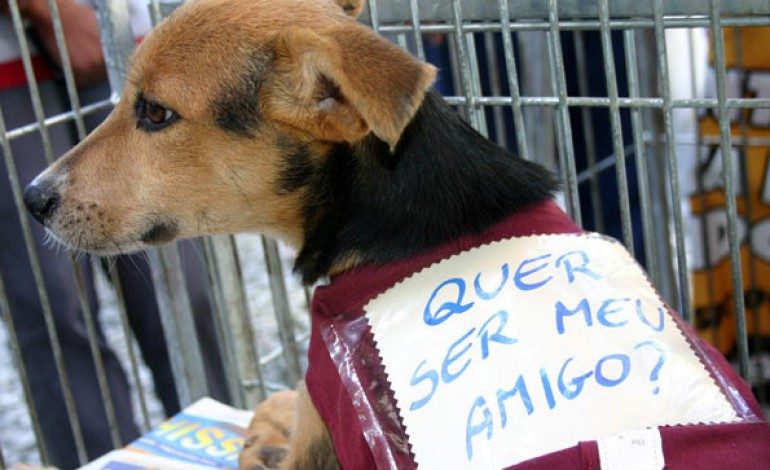 Araucária terá feira de adoção de cães no Parque Cachoeira