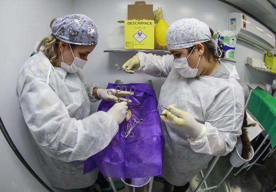 Castração Solidária começa para cães e gatos da região do CRAS Califórnia