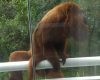 Após ataque de macaco, bebê passa por cirurgia