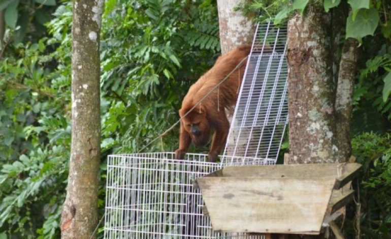 Bugiu do 'Araucária Park' foge das armadilhas e permanece livre na mata